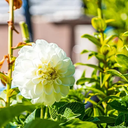 Apartmán 1 With Pool