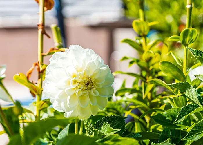 Apartmán 1 With Pool